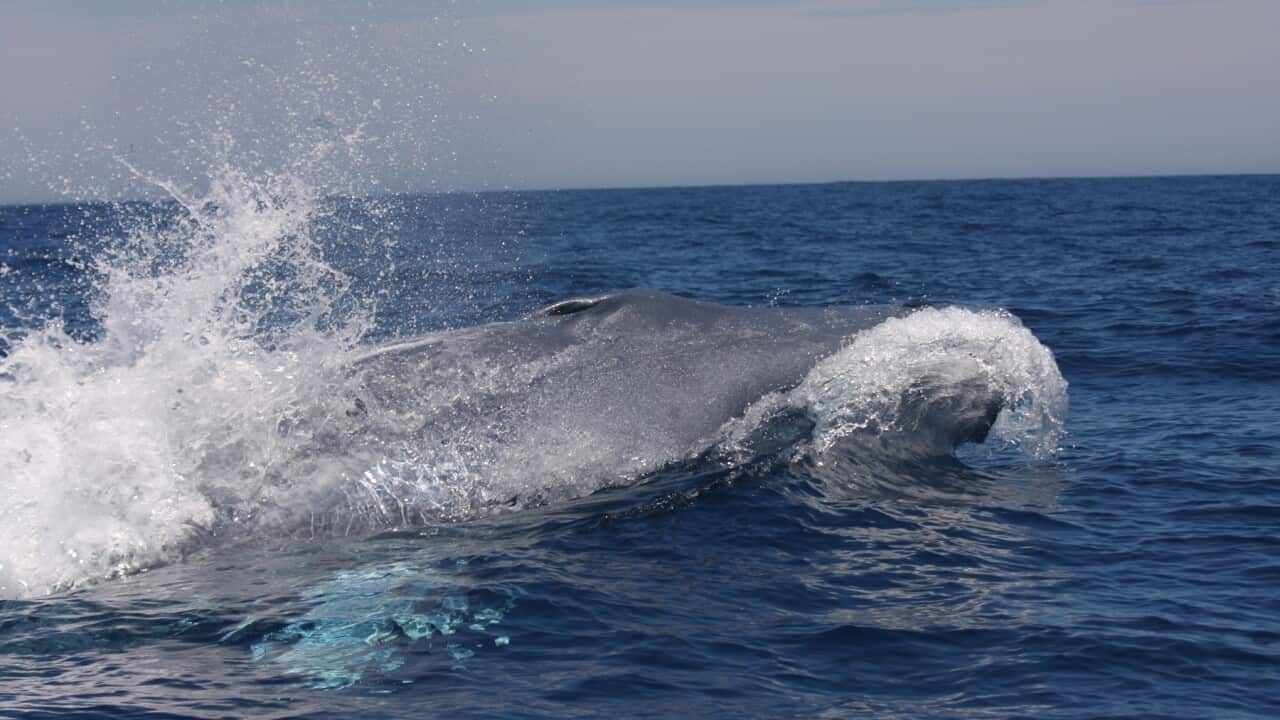 ANTARCTIC BLUE WHALE RESEARCH