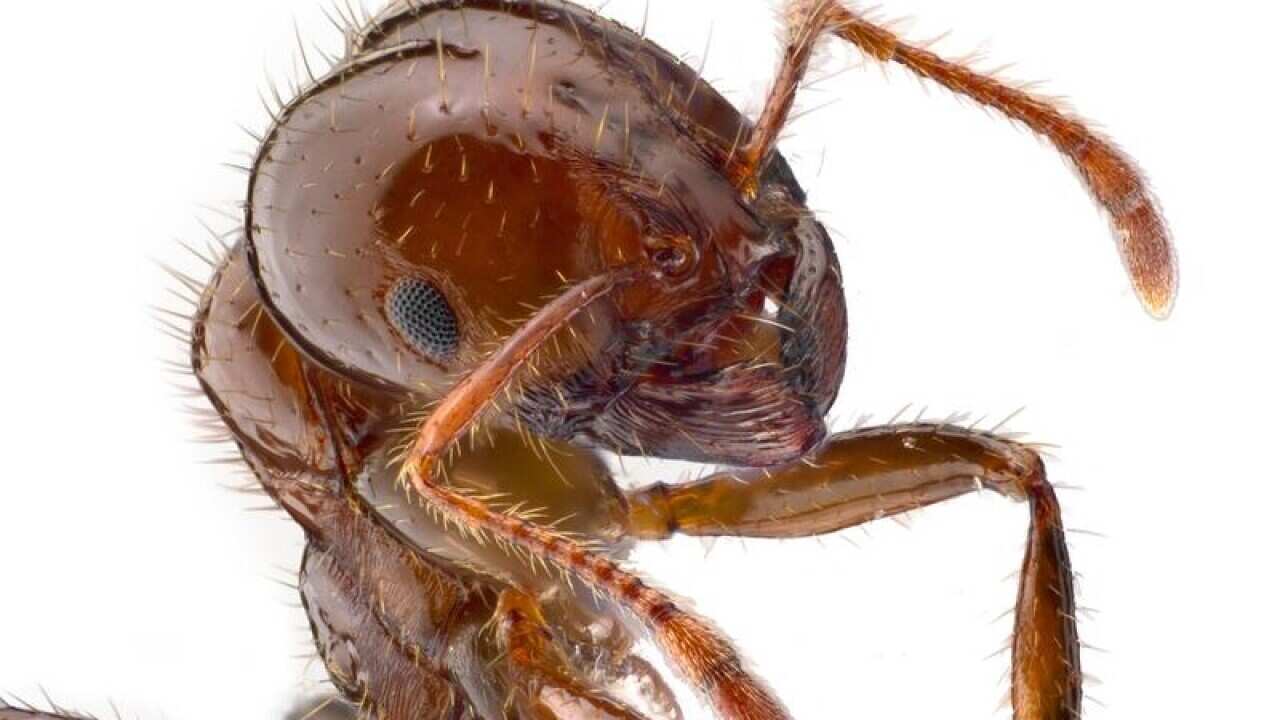 A close-up image of the red fire ant