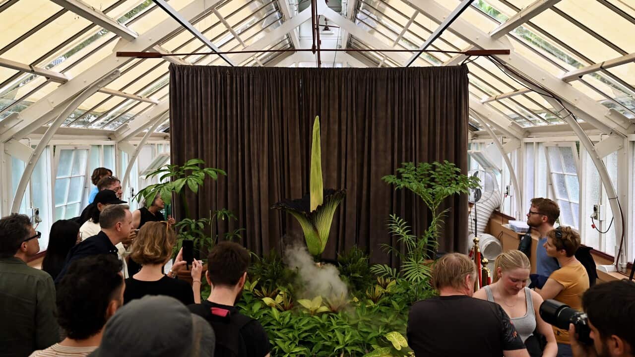 A large group of people standing around an unfurling green flower.