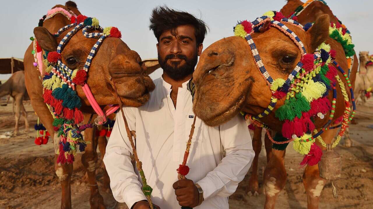 People buy sacrificial animals for the Eid al-Adha in Pakistan