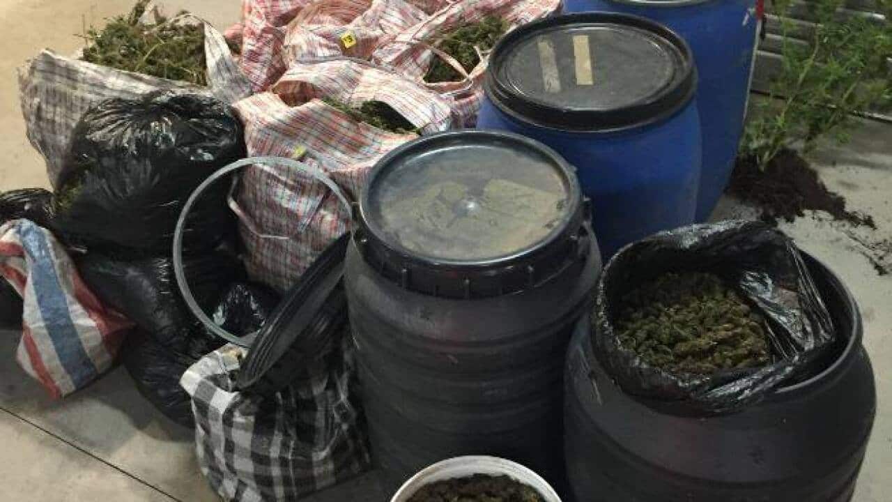 Police seize over 80kg of cannabis - Mid North Coast