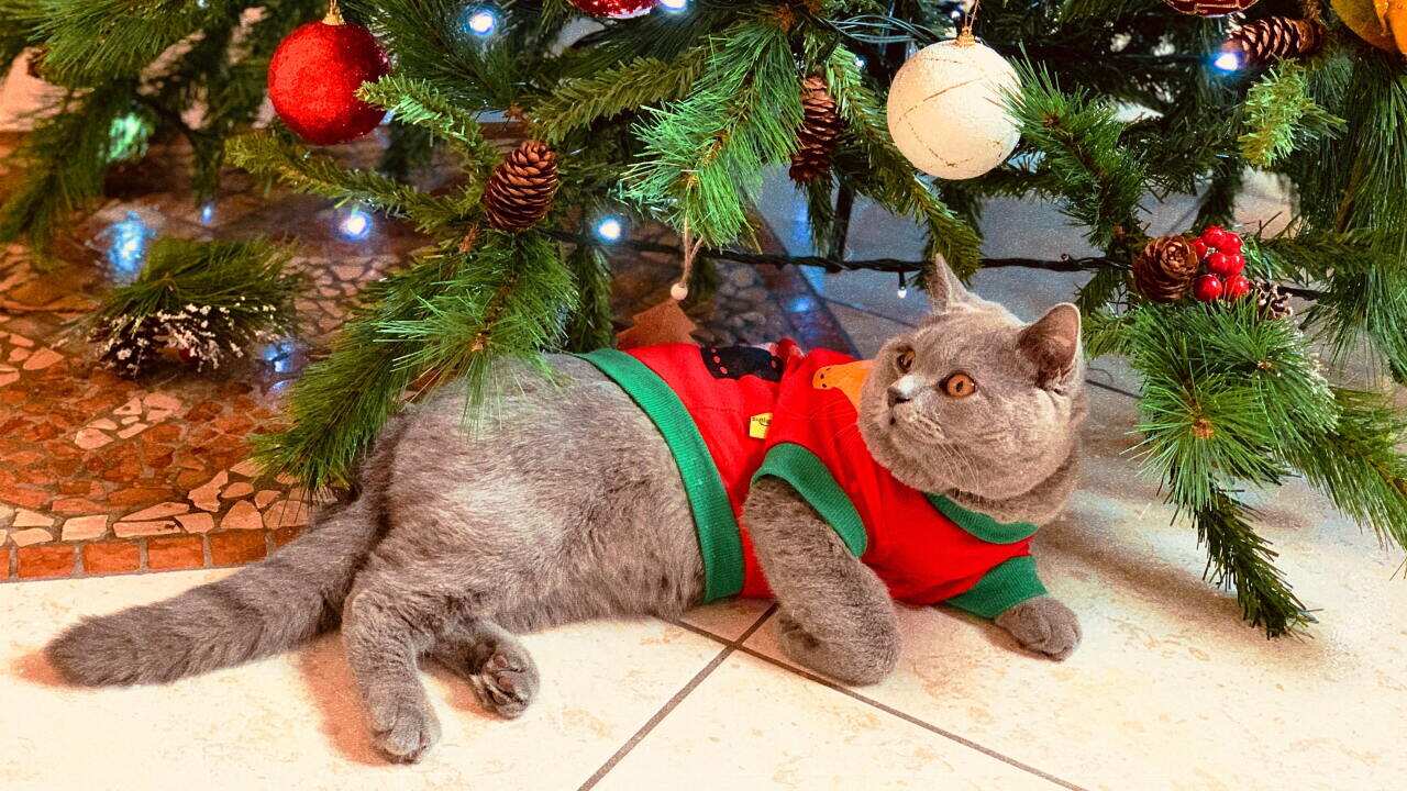 cat under the Christmas tree