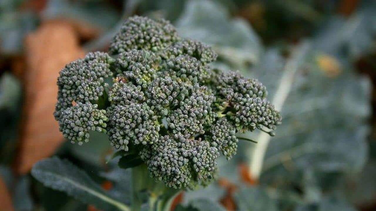 Broccoli