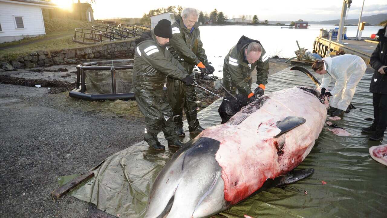 In this handout photo from the University of Bergen taken on Tuesday, Jan. 31, 2017, researchers from the university begin dissecting a two-ton whale.