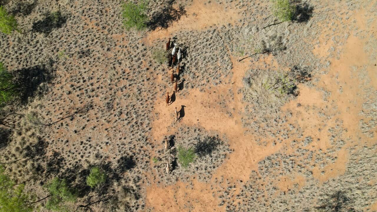 Cows graze near Fitzroy Crossing in the Kimberley region of Western Australia.