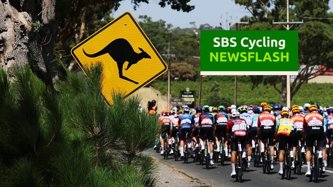 WILLUNGA, AUSTRALIA - JANUARY 24: Detailed view of Kangaroo signal while the peloton compete during the 26th Santos Tour Down Under 2026, Stage 4 a 130.8km stage from Brighton to Willunga / #UCIWT / on January 24, 2026 in Willunga, Australia. (Photo by Con Chronis/Getty Images)