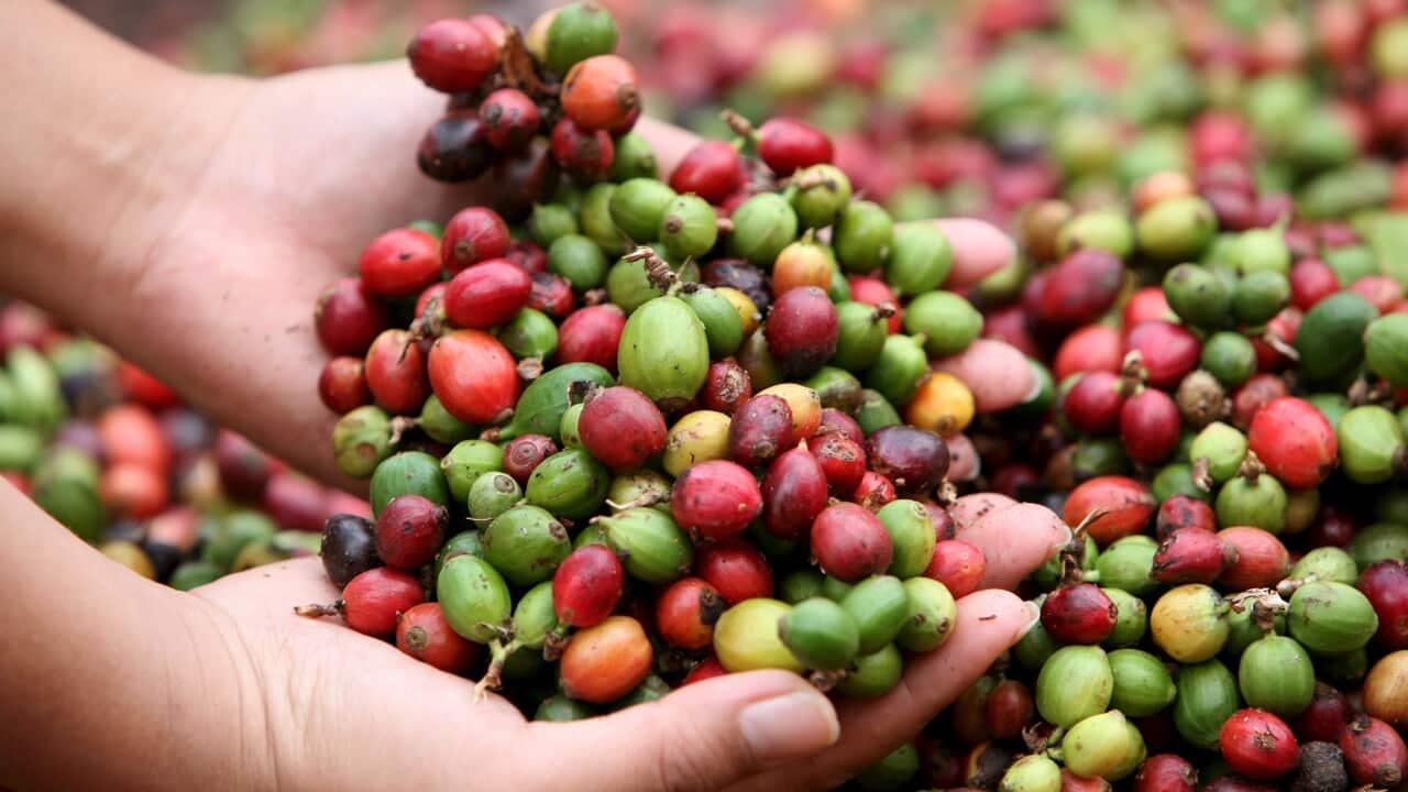 Lao coffee beans on the ground and drying in the sun in a tribal Katu village in the fertile coffee growing area on the Bolaven Plateau, in southern Laos.