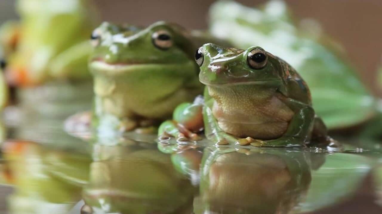 Two frogs