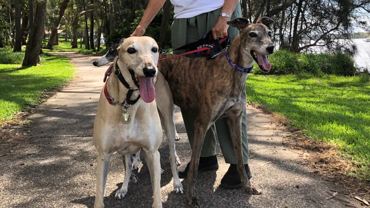 Lorraine Ramsay with her greyhounds Sandy and Rita