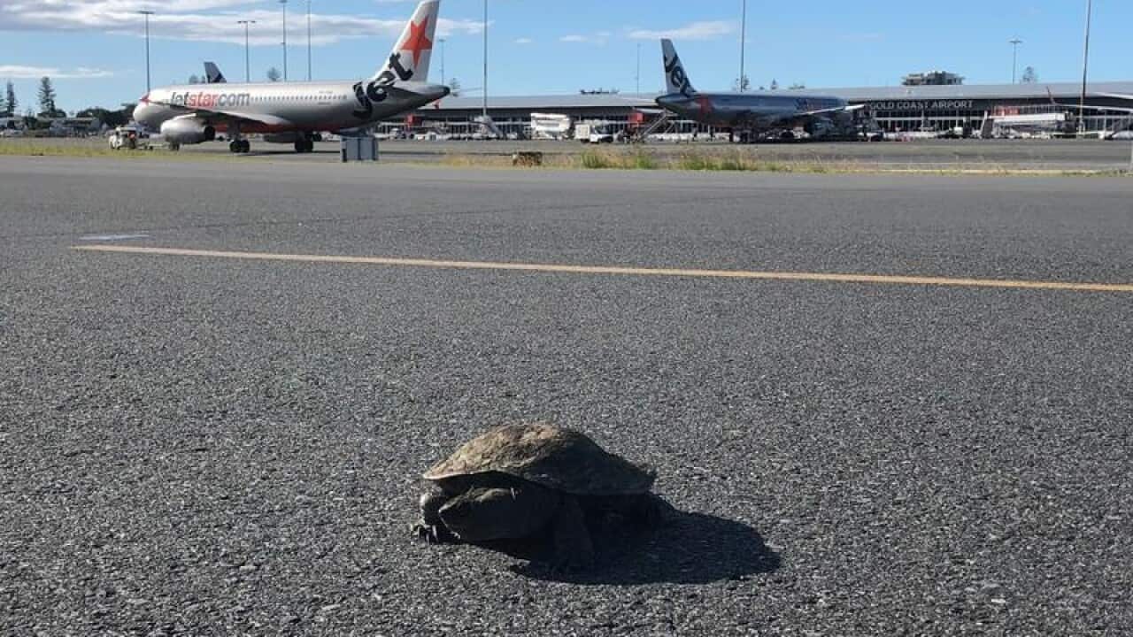 A turtle seen on the runway of Gold Coast Airport.