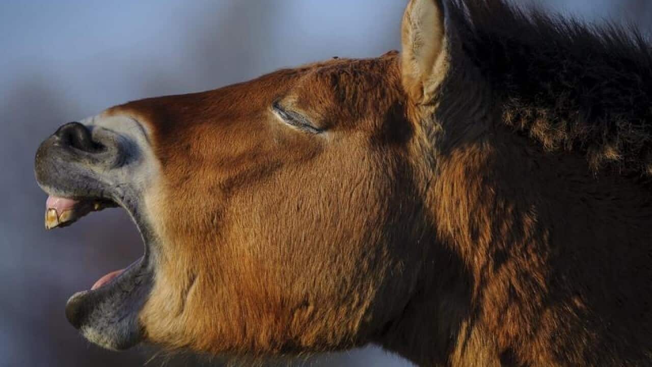 A Przewalski's horse neighs in Hungary.
