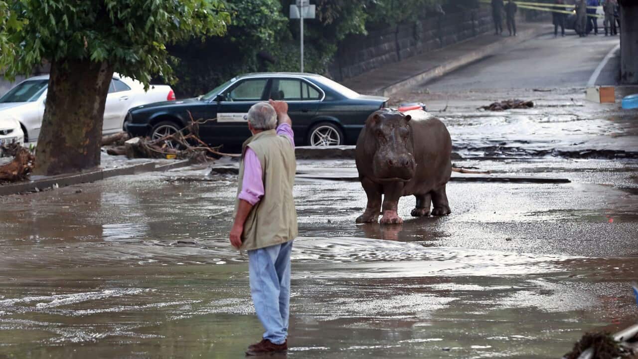 A handout picture provided by the Georgian Prime Minister's press office shows a hippopotamus walking on a flooded street in Tbilisi.