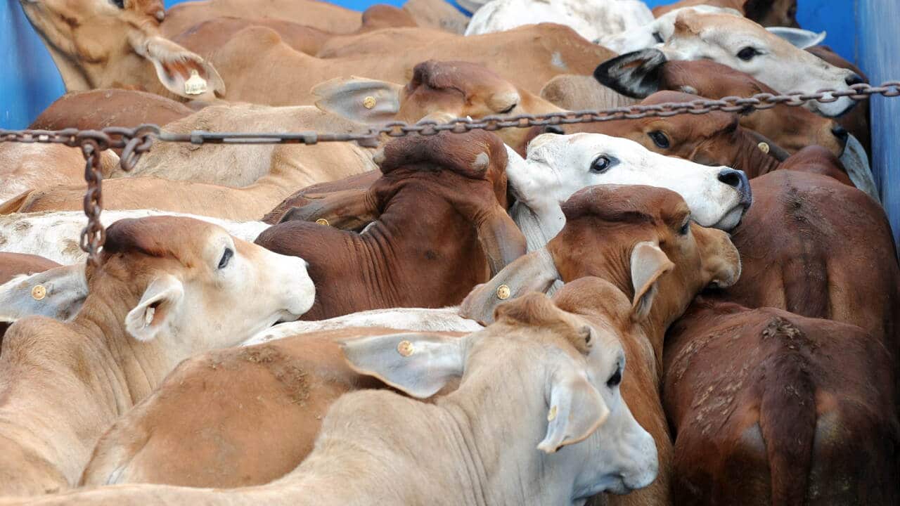 cattle_131002_getty.jpg