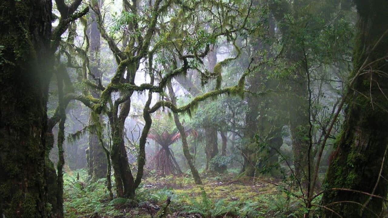 Tasmanian forest peace talks collapse