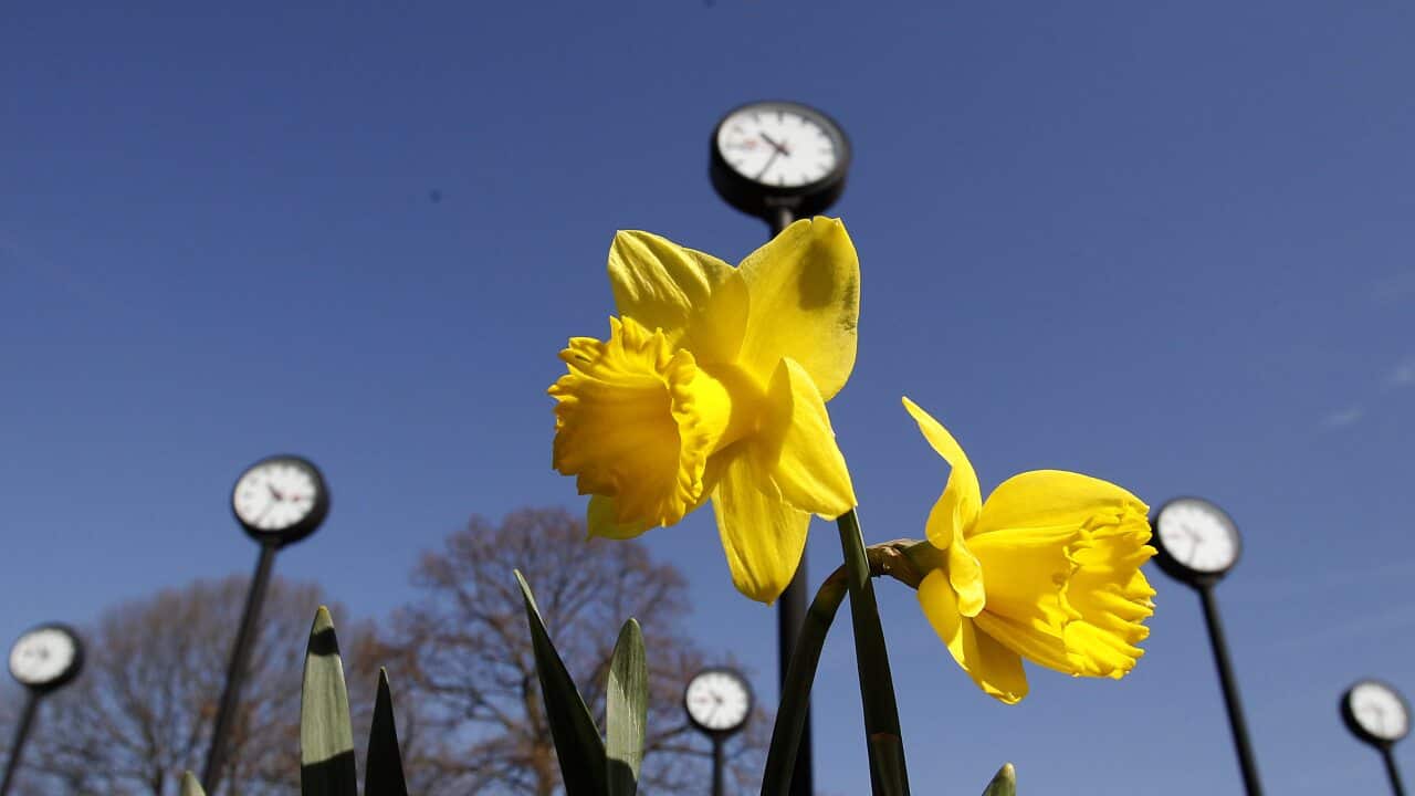 Daffodils are blooming in front of clocks at a park.