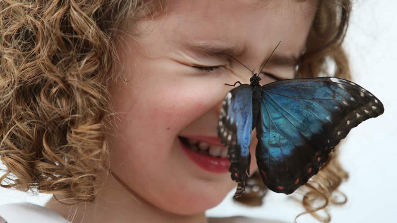 A butterfly rests on the face of a child