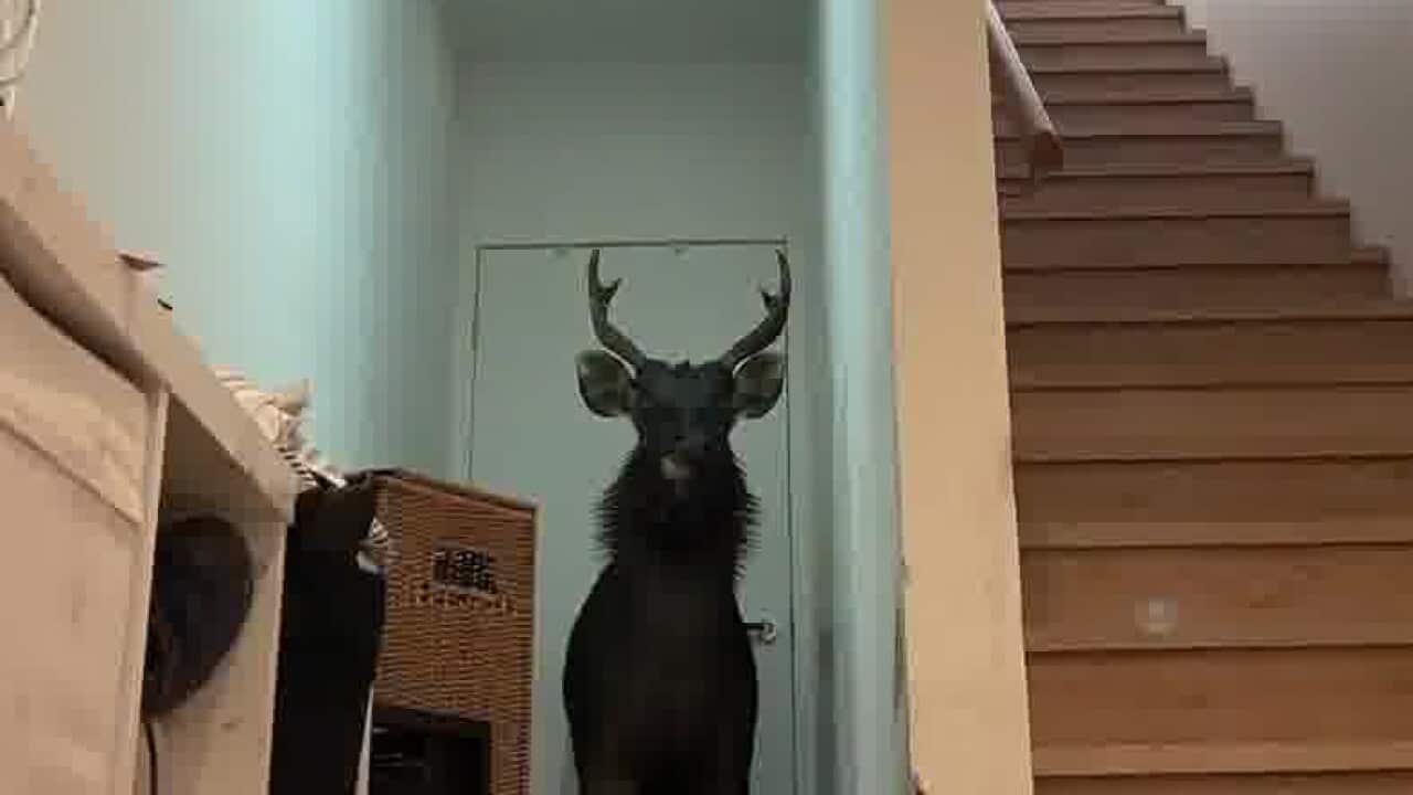 A horned deer in the entryway of a home at the bottom of a set of stairs.