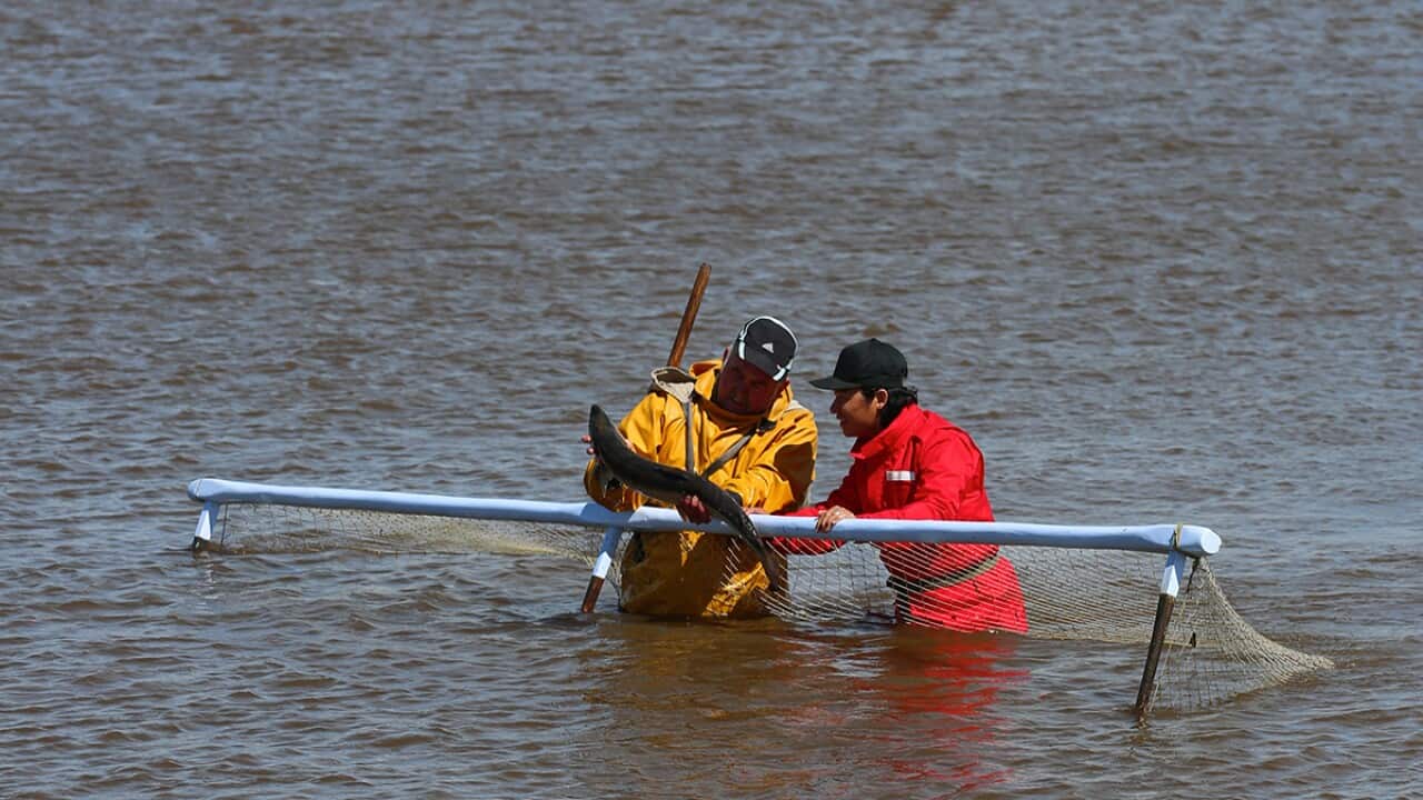 Haat net fishing, Cumbria