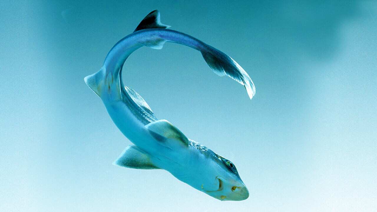 A baby smooth dogfish (Mustelus canis).