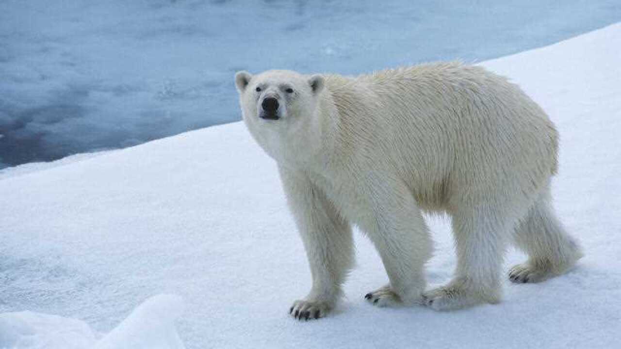 Polar Bear on Ice Yukon.