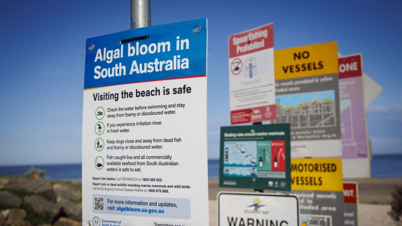 ALGAL BLOOM INQUIRY
