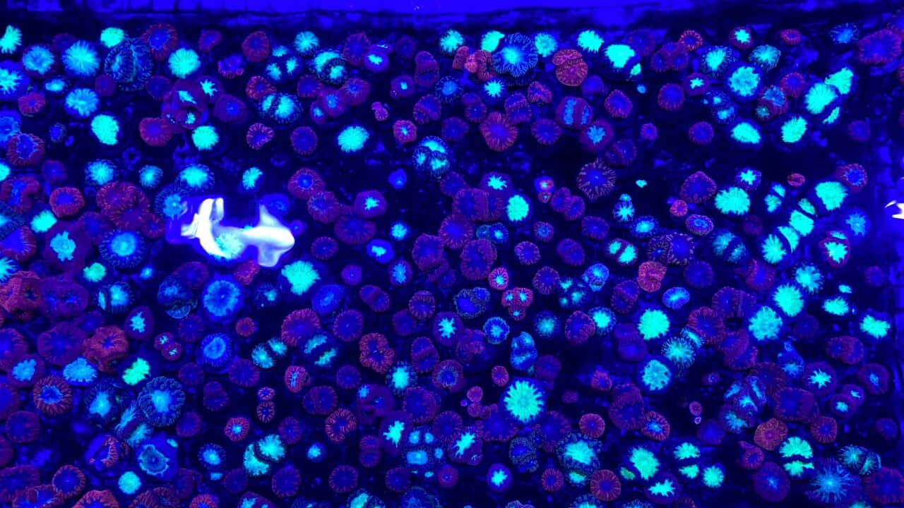 Some of the colourful corals growing in Dr Dean Miller’s lab (SBS-Stefan Armbruster).jpg