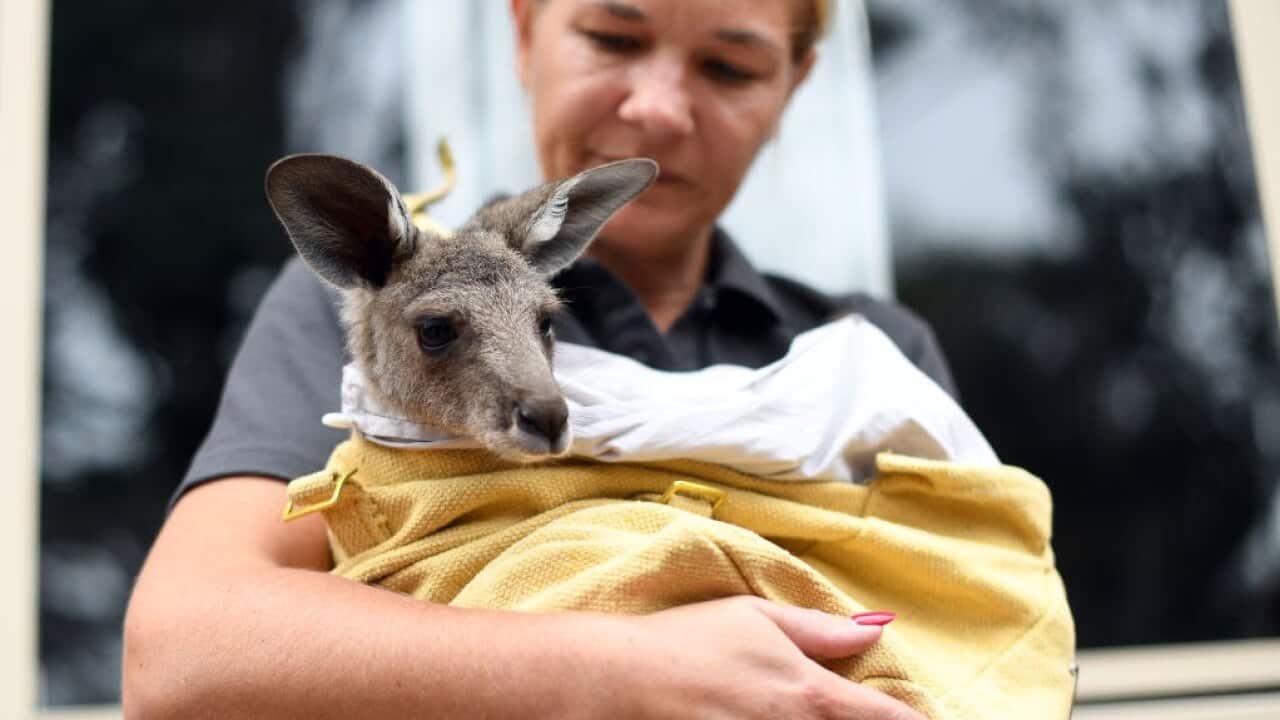 Kangaroo, wildlife carer, volunteer