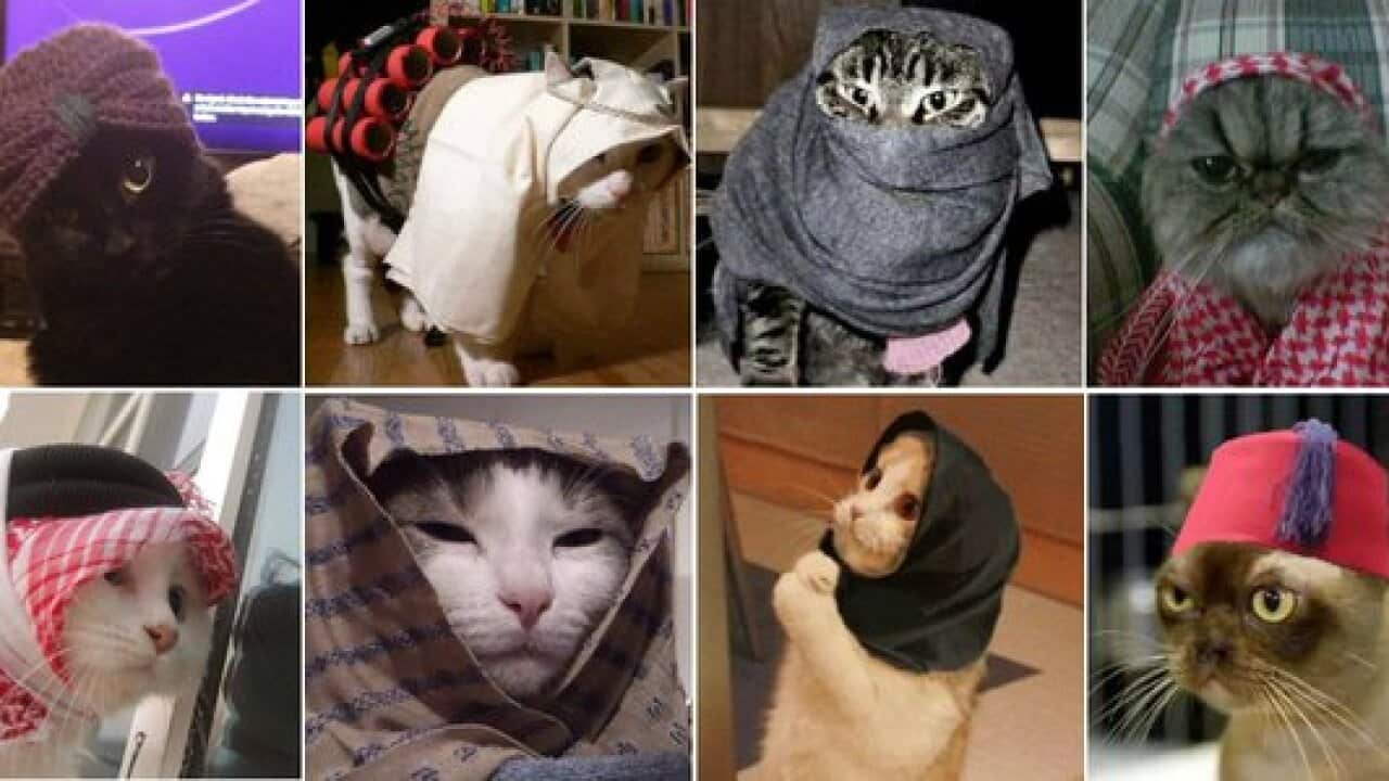 Cat memes are being use don Twitter to confuse terrorists in Belgium. (Twitter)