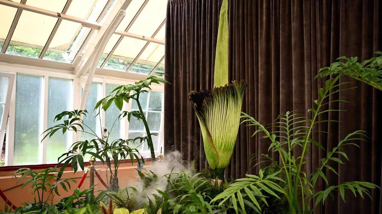 A green 'corpse flower' begins unfurling.