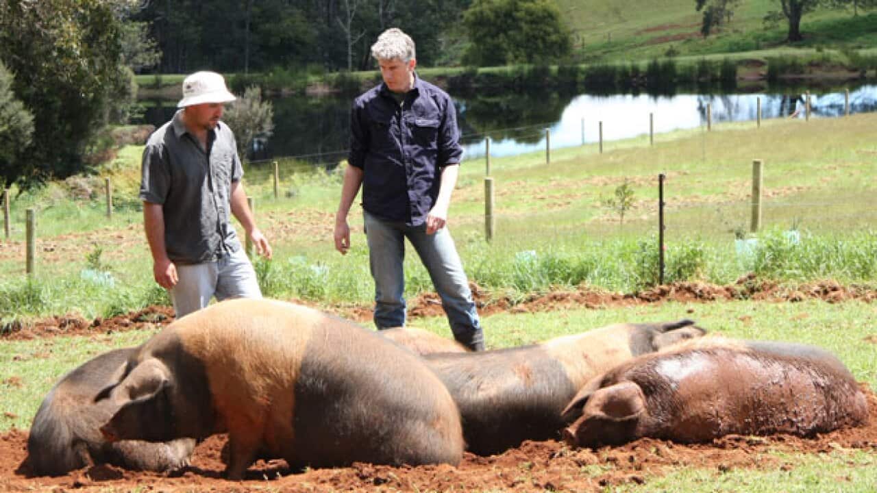 ep1-pig-business_1414903378