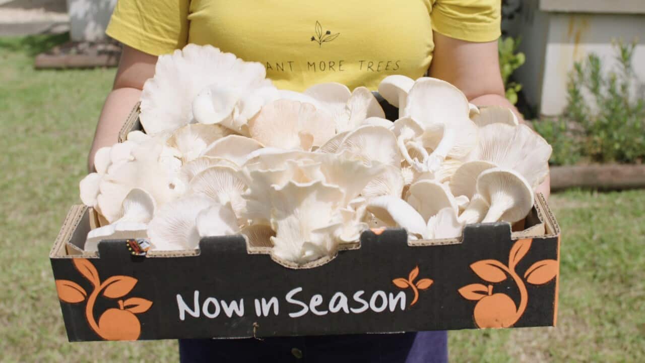 Pearl oyster mushrooms Gables Gate