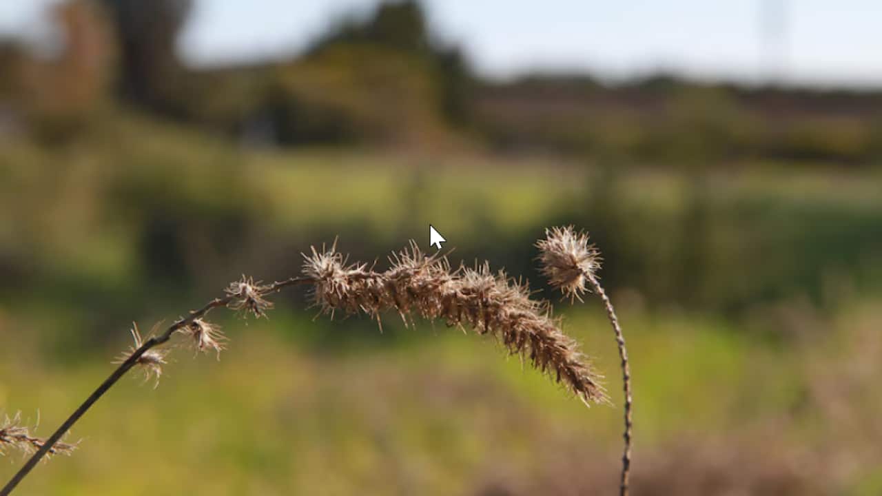 Buffel grass is particularly widespread across Central Australia, parts of the Pilbara and the SA Arid Lands..png