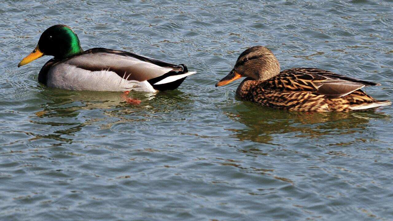 Two ducks swim together in a partially f