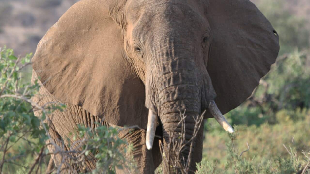 ivory_010512_wna_l_383514827