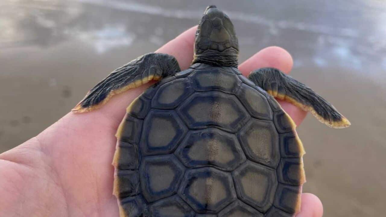 baby turtle