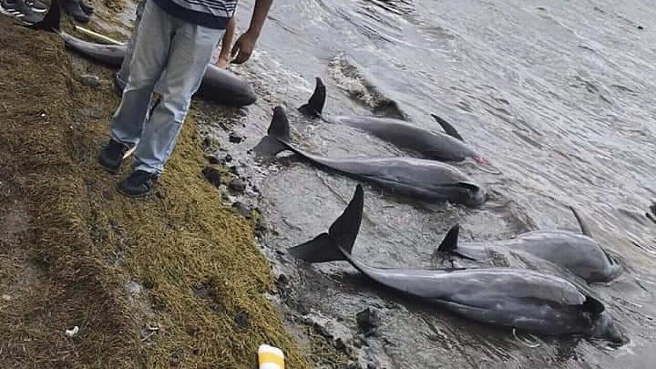 A number of dolphins washed up in Mauritius (AAP)