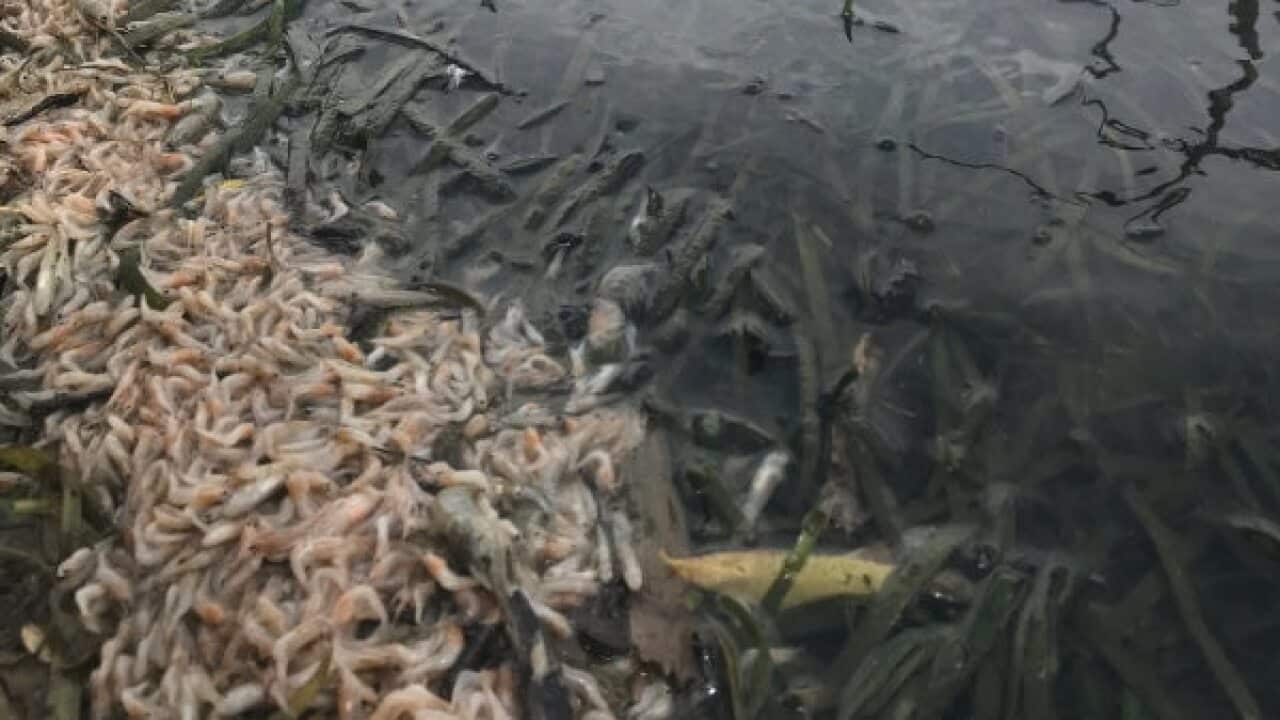 Thousands of juvenile fish were found washed up on the banks of the Lake on 21/1/19.