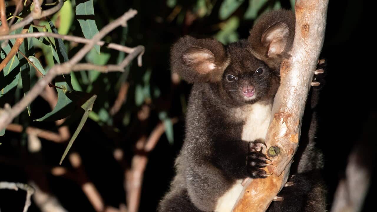 GREATER GLIDER ENDANGERED
