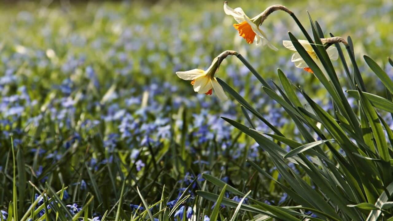 Daffodil