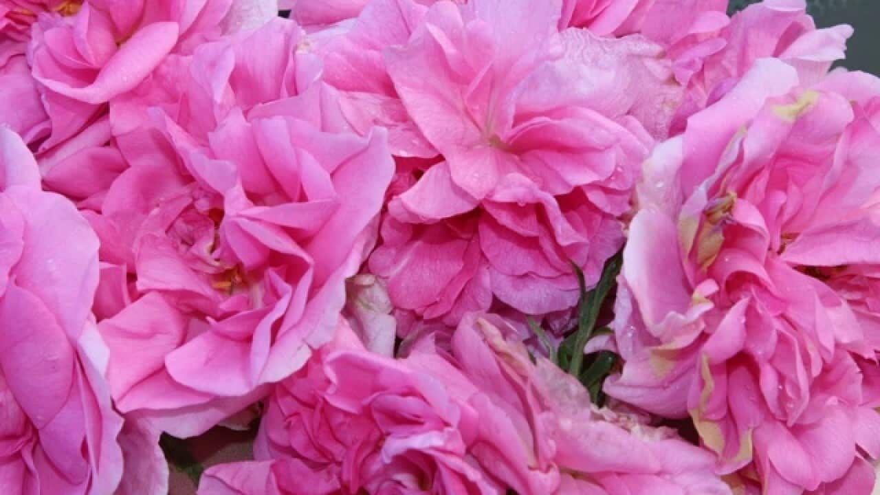 Bulgarian Roses