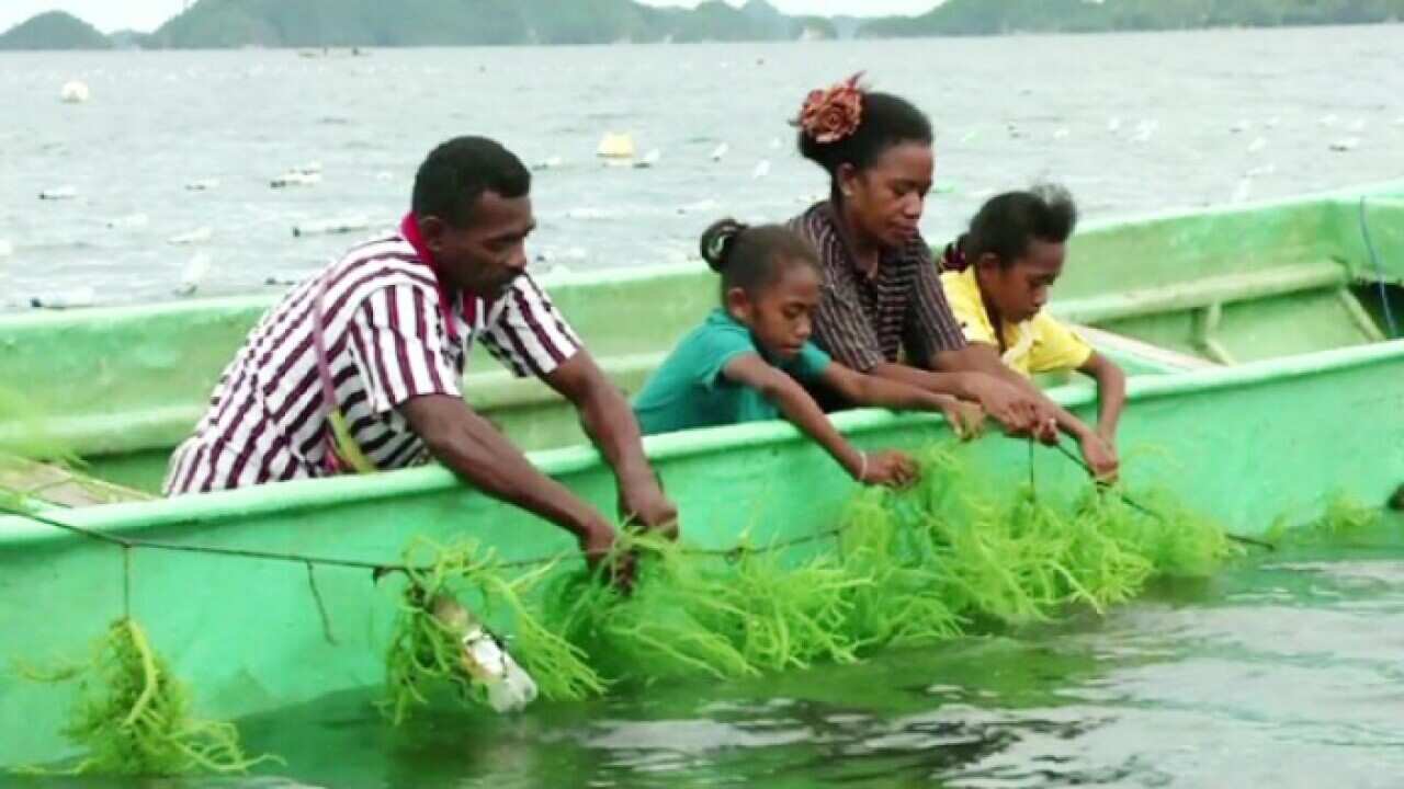 seaweed_west_papua_sbs.jpg