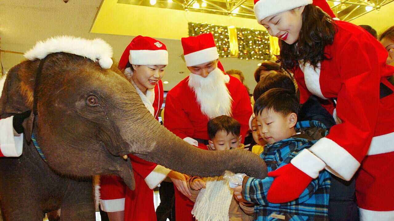 A baby elephant wearing a Christmas robe hands out gifts to South Korean spectators in the lobby of a movie house December 21 2003 in Seoul, South Korea.