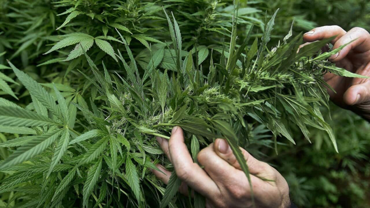 Marijuana