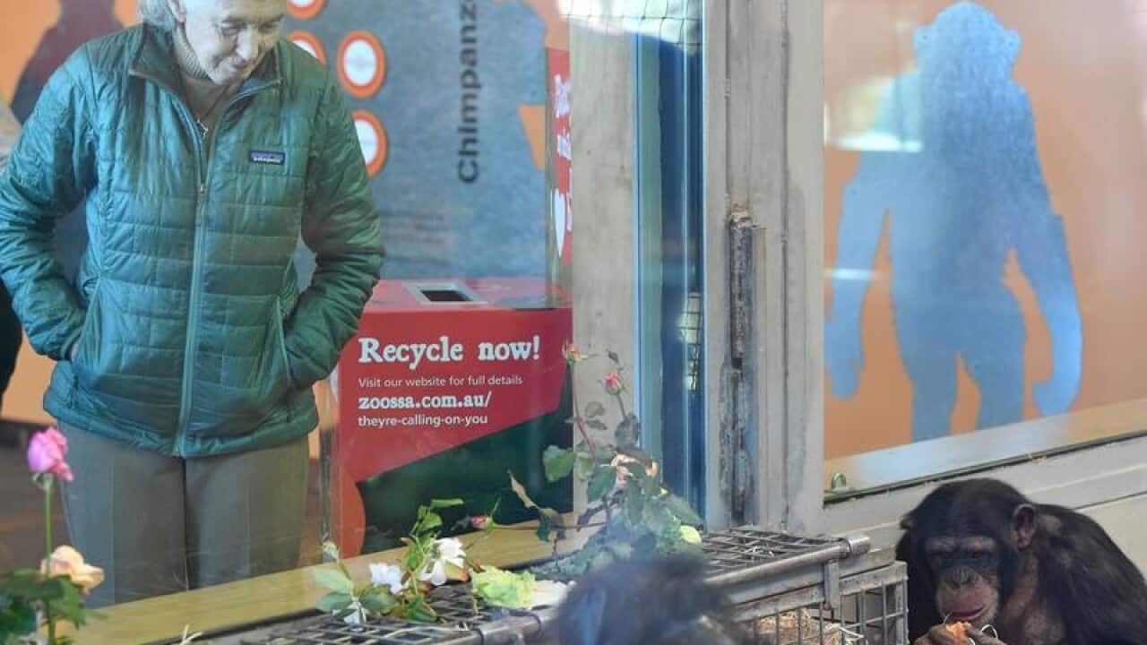 Primatologist Dr Jane Goodall at the Monarto Zoo.