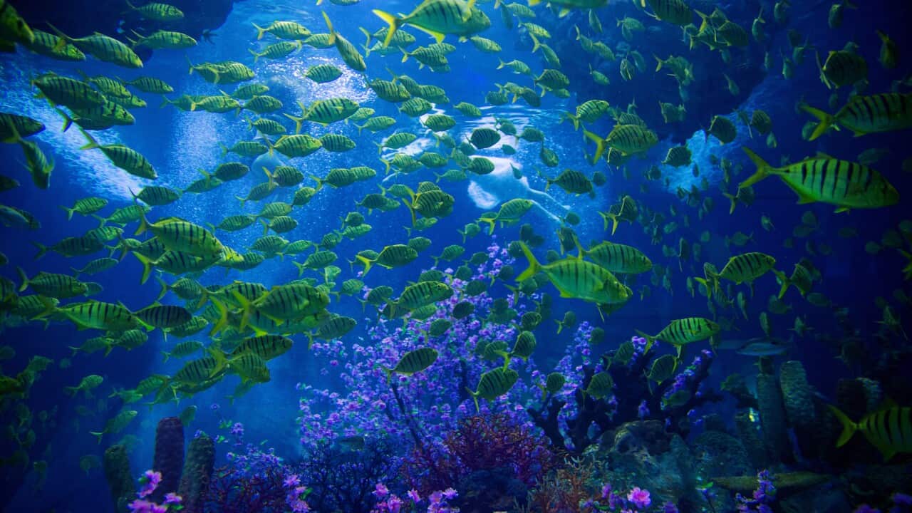 Underwater Scene With Reef And Tropical Fish