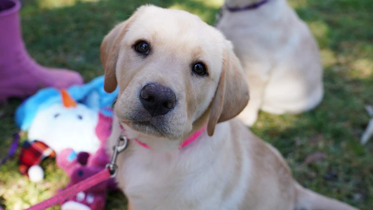 Dogs have evolved their 'sad eyes' facial expression to better communicate with humans. 