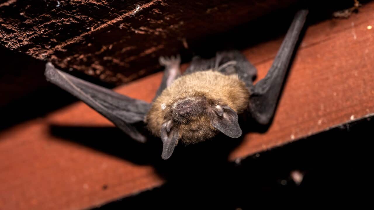 Pipistrellus species – bat