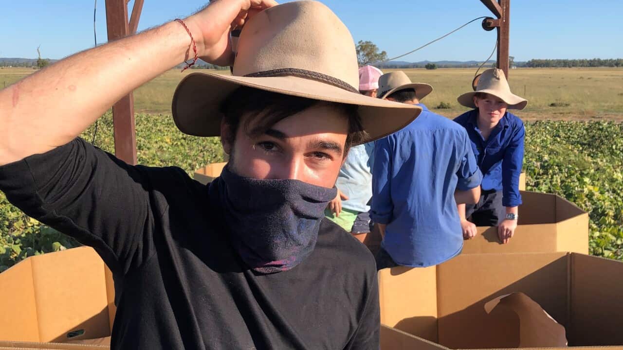Daniel Georgakos Backpacker Texas QLD Pumpkins