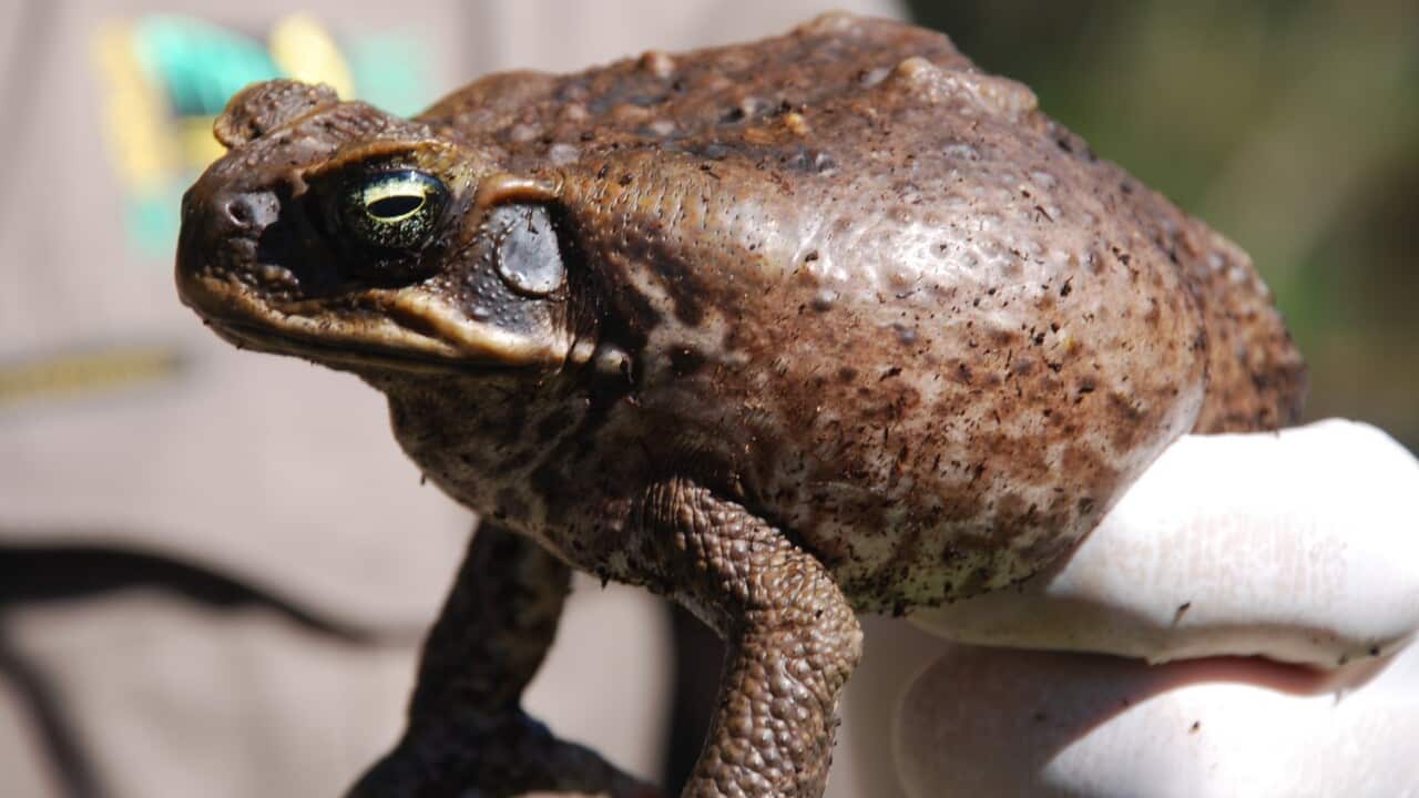 Eine noch sehr kleine Aga-Kröte
