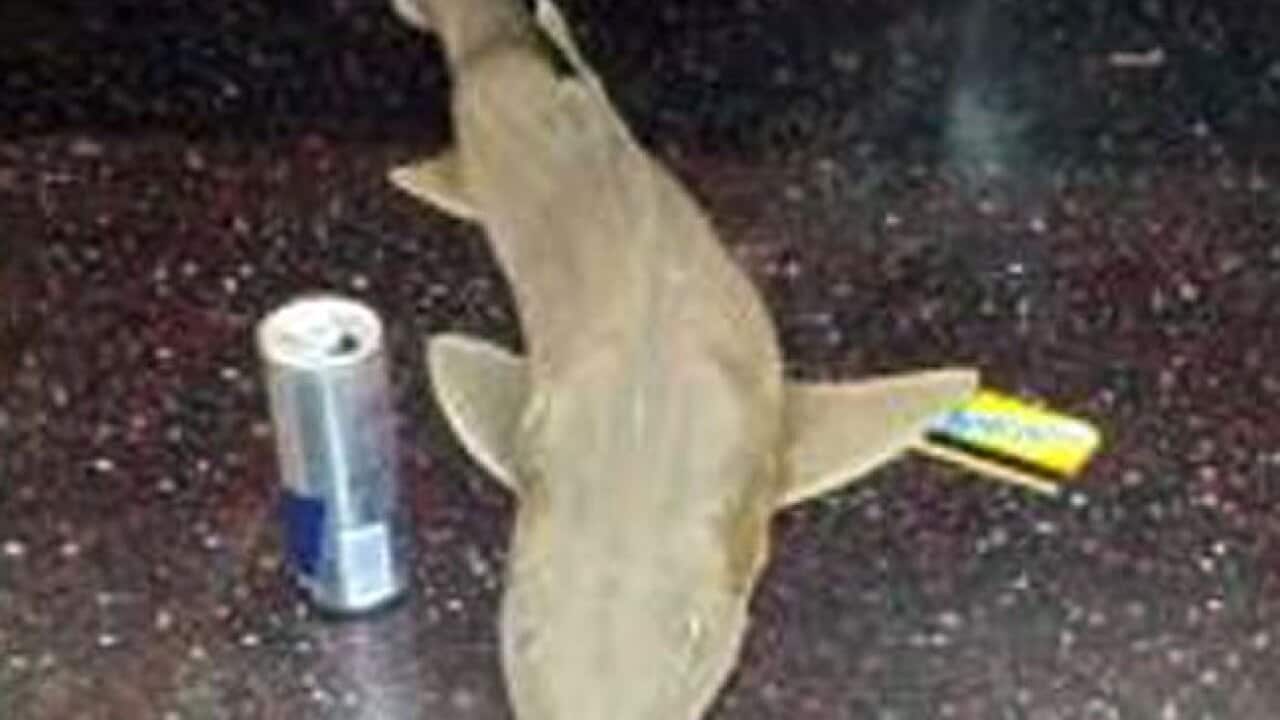 shark_metro_971983890